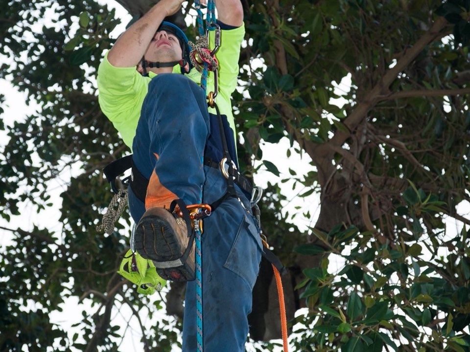Qualified arborist working in a mature tree during a property survey in Oxfordshire