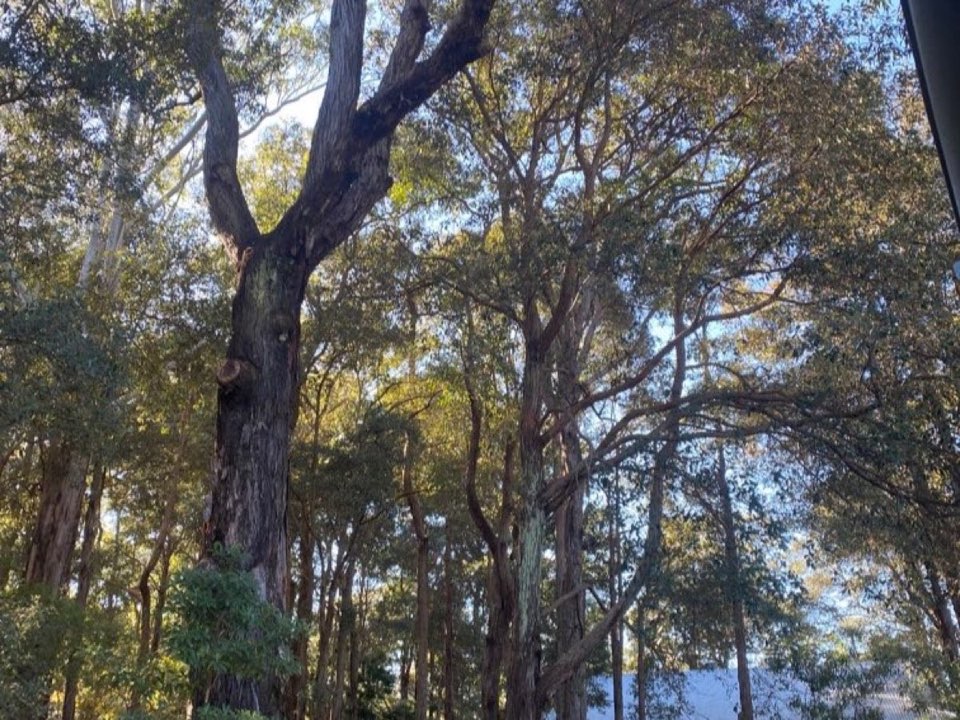 Mature trees in a Oxfordshire parkland setting due for routine re-inspection